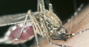 Dengue in Mumbai: Why did BMC fail to update the number of dengue deaths?