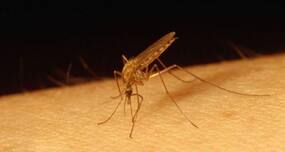 A vaccine based-approach, not vaccination, to treat dengue on the cards