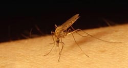Dengue in Mumbai: Dengue claims its 5th victim in the city