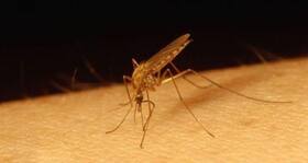 Gurgaon gears up to fight dengue with platelet separator Gurgaon gears up to fight dengue with platelet separator