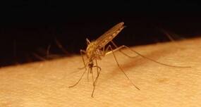 With 10,683 cases, 2015 dengue outbreak worst in last 20 years
