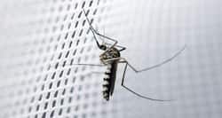 Odisha Dengue: Dengue toll rise to 5,535 in Odisha