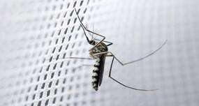 Odisha Dengue: Dengue toll rise to 5,535 in Odisha