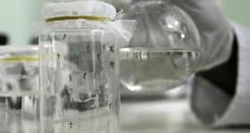 Is the first dengue vaccine on the cards?