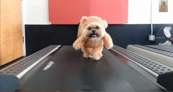 Watch 'Munchkin on the treadmill' video on youtube and get inspired to stay fit!