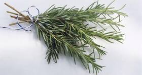 Study says sniffing rosemary oil can improve memory of elderly people Study says sniffing rosemary oil can improve memory of elderly people