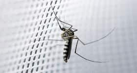 Is your blood group O? You might be protected against Malaria