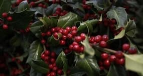 Christmas 'mistletoe' can also kiss away obesity-related liver disease