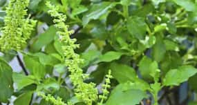 Have you tried healthy tulsi or holy basil tea?