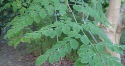 Use drumstick leaves to beat menstrual pain