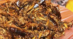 Why insects may be the new whey protein for building muscles