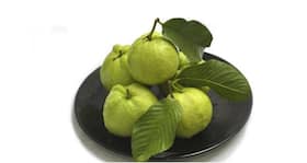 Use guava leaves to beat wrinkles, acne, dark spots and skin allergies