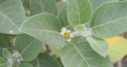 Use ashwagandha leaves for weight loss