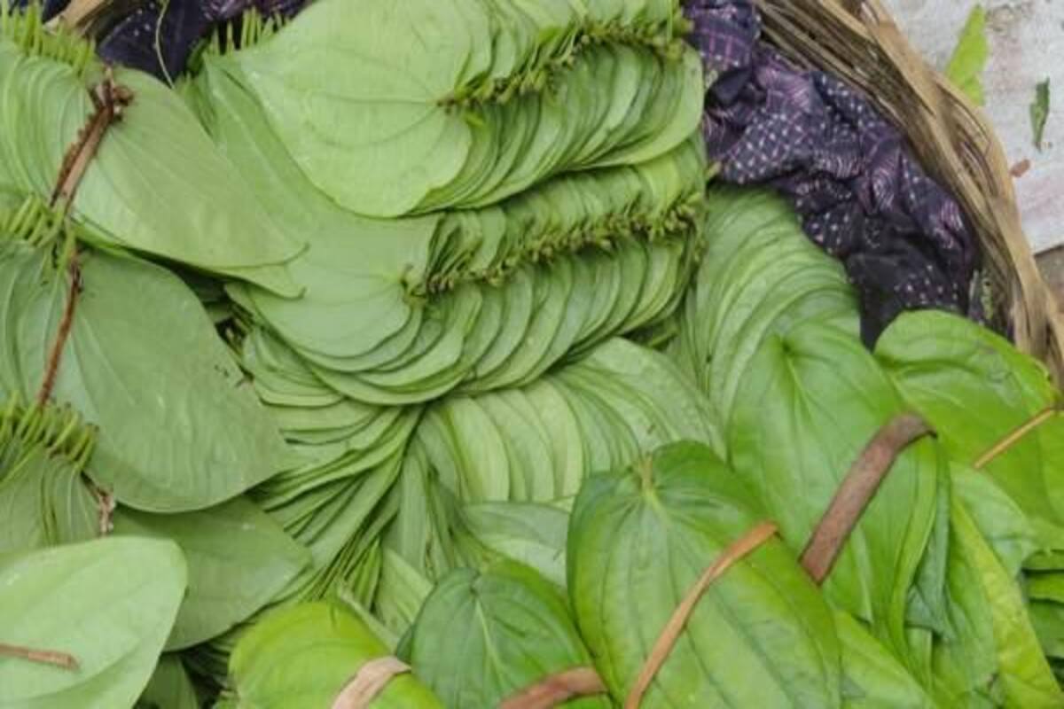 Chew Paan Betel Leaf For Better Sex Thehealthsite Com