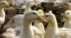 Samples test positive for bird flu near Hyderabad, 1.45 lakh hens to be culled