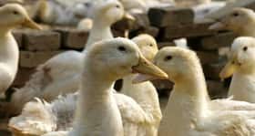 Nigerian government confirms outbreak of bird flu in 11 states Nigerian government confirms outbreak of bird flu in 11 states
