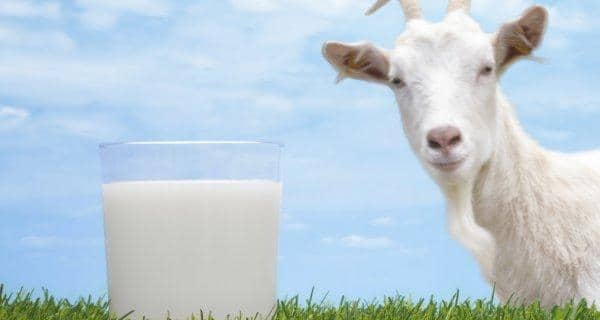 Top 7 Benefits of Goat's Milk | TheHealthSite.com