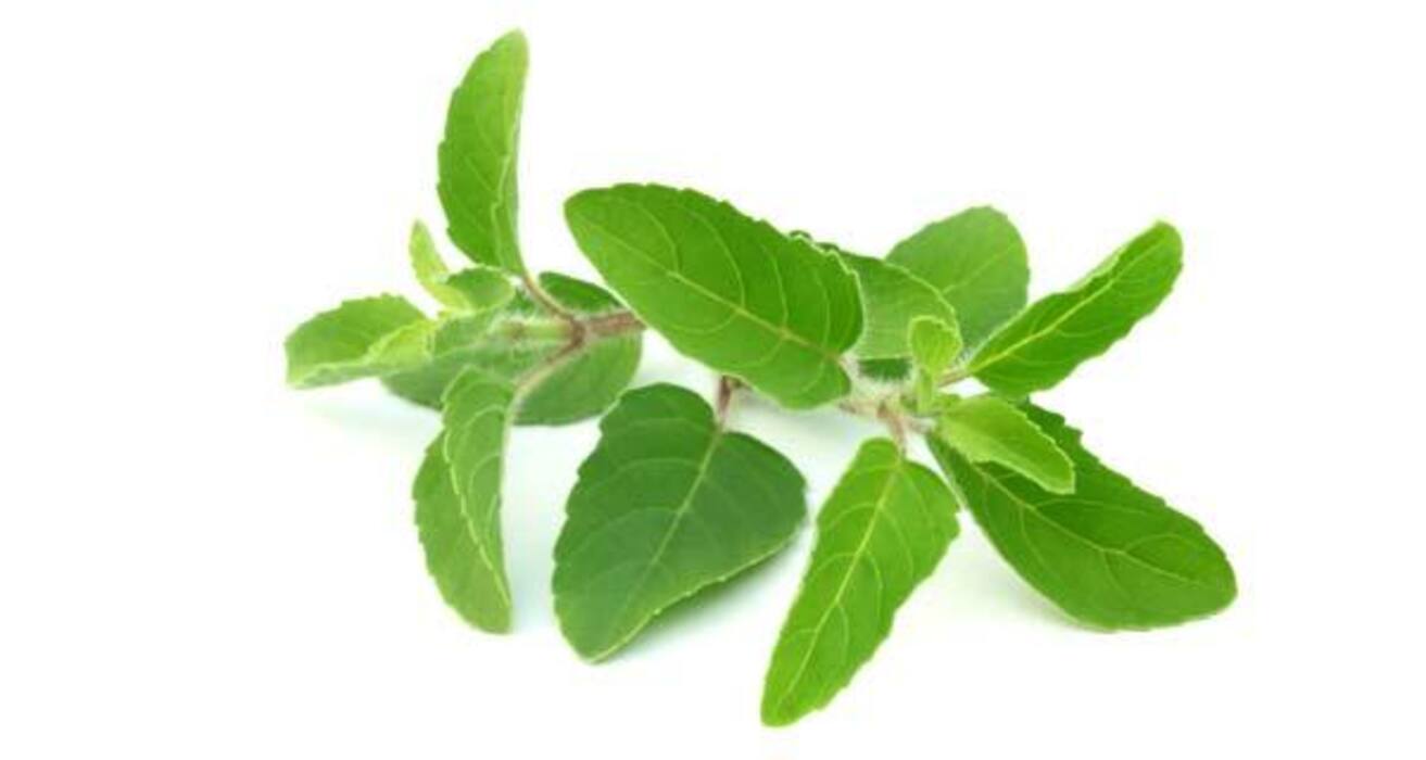 13 healthy green food items you need in your diet