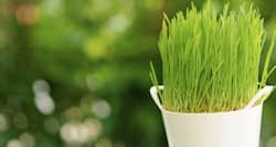 How to add healthy wheatgrass to your diet