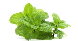 4 pudina face packs for glowing, soft, acne-free skin