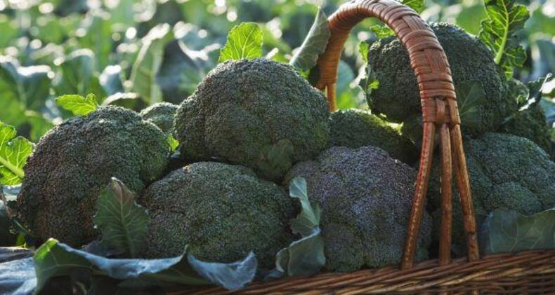 Pregnant? Don’t miss on these 8 wonder vegetables