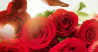 7 health and beauty benefits of roses that will surprise you