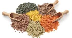 Does the Modi govt. want you to eat paralysis causing 'khesari dal'?