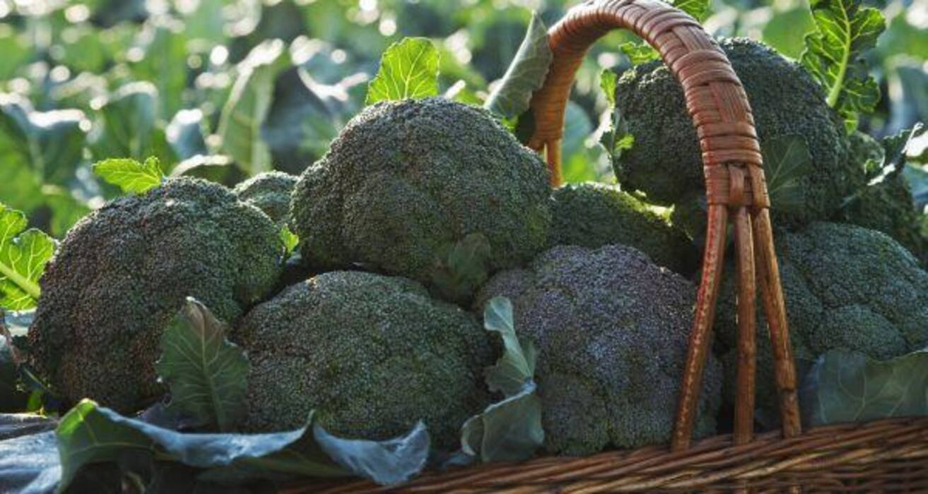 17 superfoods that can turn you into superman....well almost!