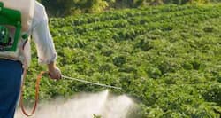 Veggies and fruits in the capital contain dangerous pesticides causing serious health problems, Delhi HC told