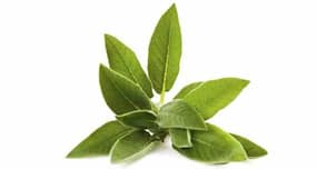 Boost your memory with this common herb