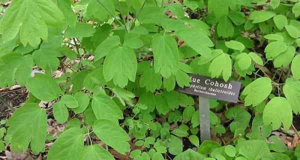 Cohosh