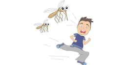 Dengue -- Here's why you should protect yourself from mosquito bites