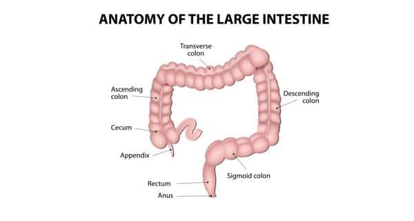 anatomy of the colon