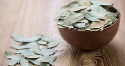 Beautiful bay leaf: A leaf with a sea of benefits