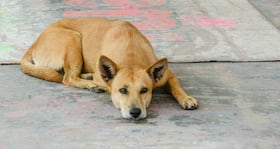 Dog bite: Know how to treat it naturally