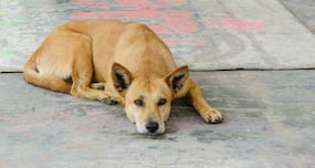 Dog bite: Know how to treat it naturally