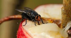 World Health Day: 4 reasons you should keep flies away from your home