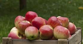 These fruits can prevent muscle loss and weakness as you age