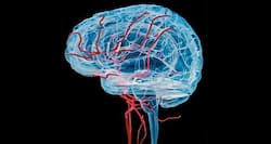 Brain activity adds to physical fatigue