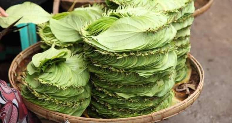 Betel leaf (Paan) can help you lose weight