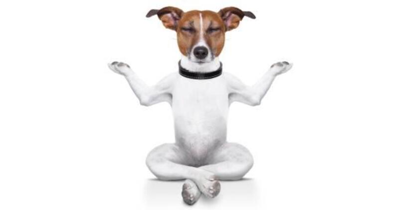 7 funny dog pictures that are sure to crack you up