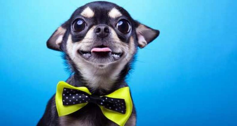 7 funny dog pictures that are sure to crack you up