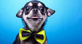 7 funny dog pictures that are sure to crack you up 7 funny dog pictures that are sure to crack you up