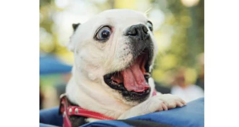 7 funny dog pictures that are sure to crack you up