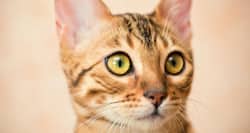 Daily Health Tip: 16 adorable cat pics to calm and de-stress you (Slide Show)