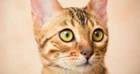 Daily Health Tip: 16 adorable cat pics to calm and de-stress you (Slide Show)