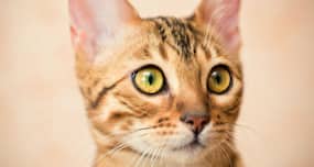 Daily Health Tip: 16 adorable cat pics to calm and de-stress you (Slide Show)