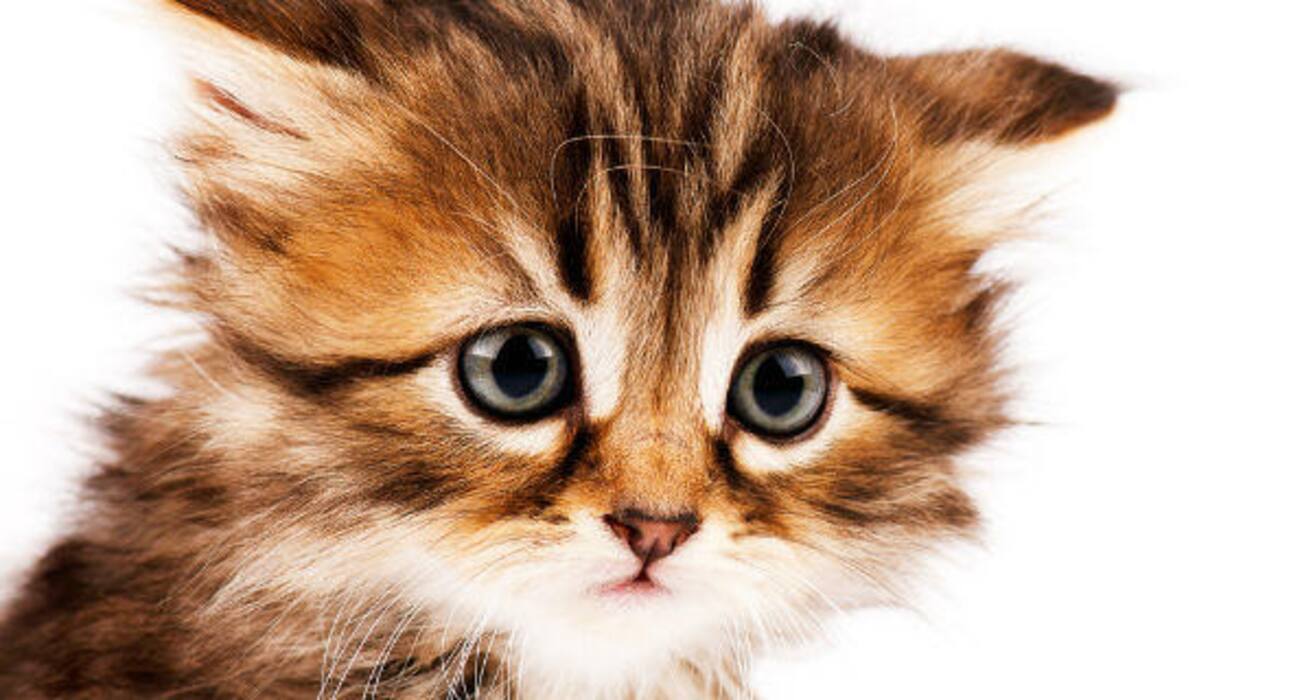 Daily Health Tip: 16 adorable cat pics to calm and de-stress you (Slide Show)