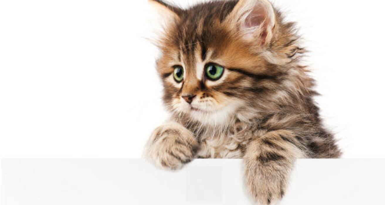 Daily Health Tip: 16 adorable cat pics to calm and de-stress you (Slide Show)