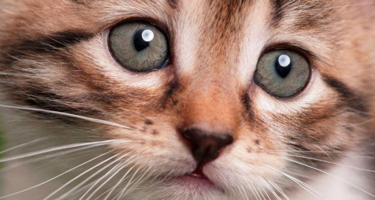 Daily Health Tip: 16 adorable cat pics to calm and de-stress you (Slide Show)